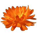 Aceite esencial Jazmín