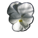 Vela de soja Coco