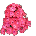 Esencia aromática Eucalipto