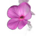 Vela de cera vegetal Flor de azahar