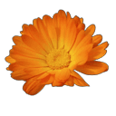 Esencia aromática Vainilla